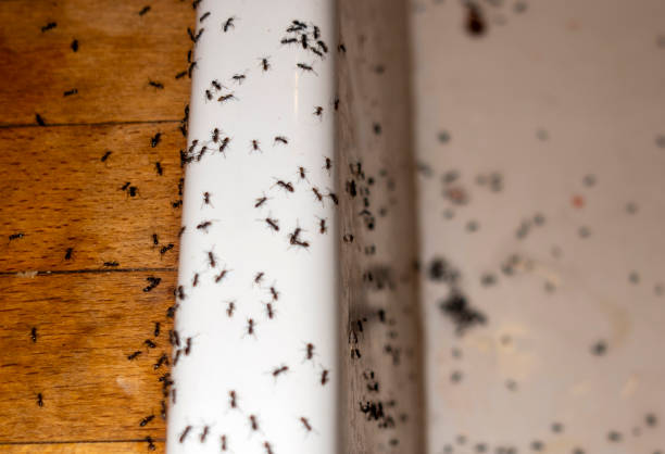 Bird Control in Munhall, PA