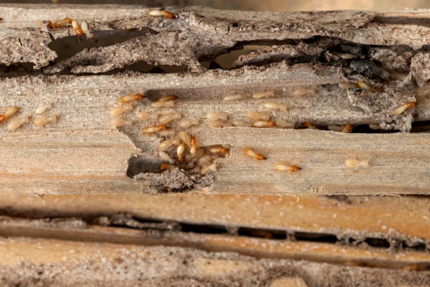 Best Pest Control Near Me  in Munhall, PA